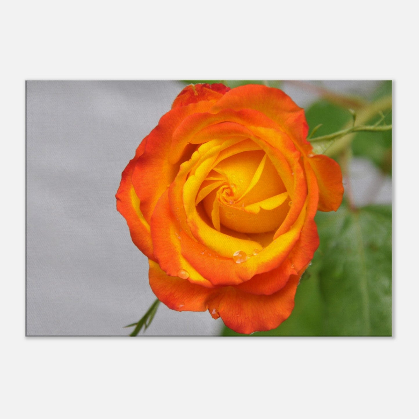 5fcf4490-3bd4-4334-bf33-18cd9e9a3ccf